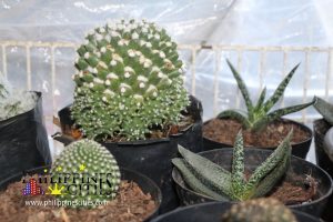 Baguio Cactus Plants