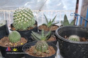 Baguio Cactus Plants