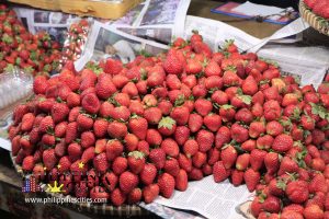 Baguio Strawberry Farm