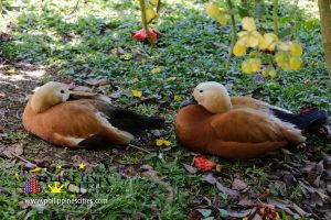 Cebu Brown Duck - Cebu Safari