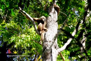 Cebu Monkey - Gibon Monkey