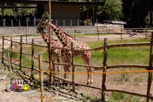 Cebu Giraffe - Cebu Adventure Safari