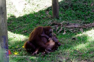 Cebu Oranggotan - Cebu Safari and Adventure