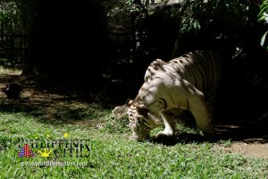Cebu Tiger - Cebu Safari and Adventure