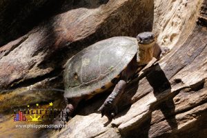 Cebu Small Turtle Cebu Safari and Adventure