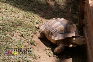 Cebu Turtoise - Cebu Safari and Adventure