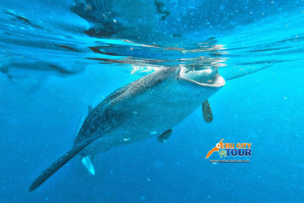 Cebu Whaleshark