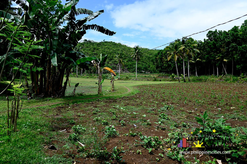 Sogod Farm lot for sale Ampongol