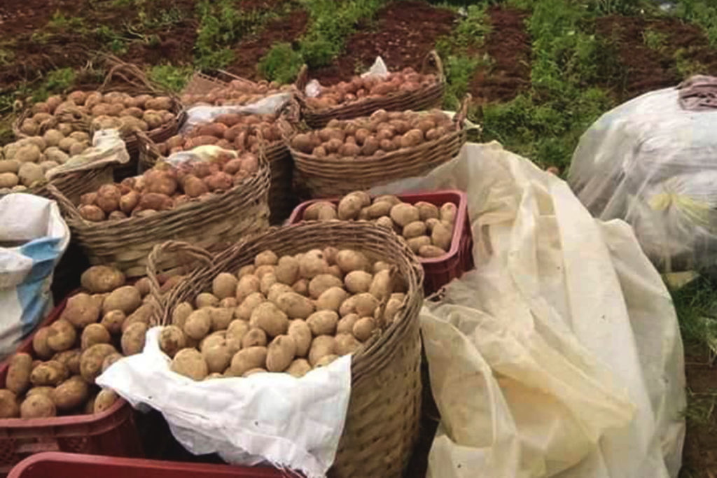 Manila potatoes supplier